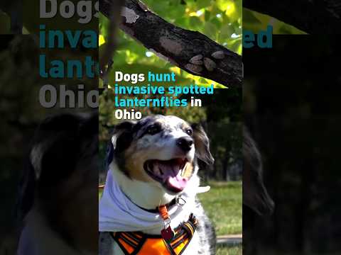Dogs hunt invasive spotted lanternflies in Ohio