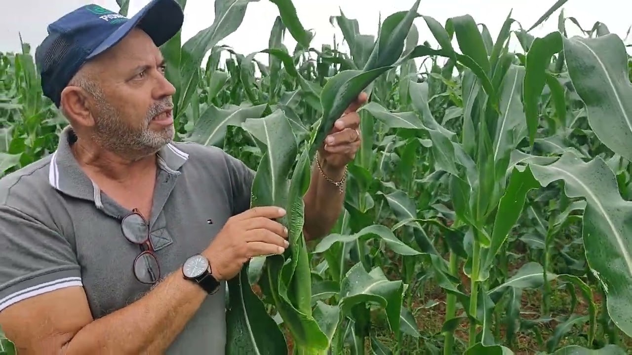Produção de Milho Híbrido BM3066Pro2