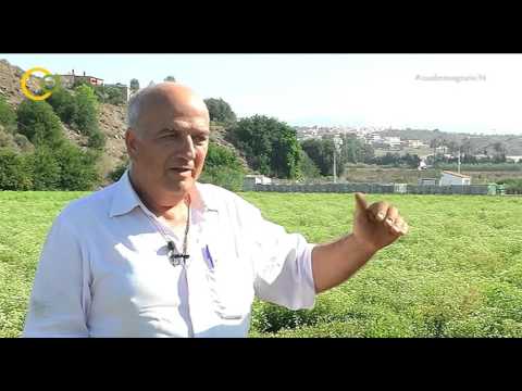 , title : 'El cultivo de la Stevia en la Axarquía malagueña'