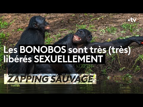, title : 'Les Bonobos sont très (très) libérés sexuellement - ZAPPING SAUVAGE'
