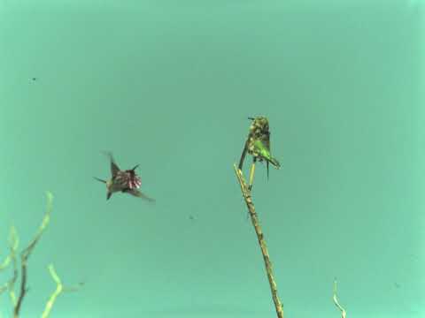 Lucifer Hummingbird mating display