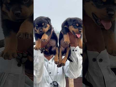 Rottweiler Puppies in India #rottweiler #rottweilerpuppy