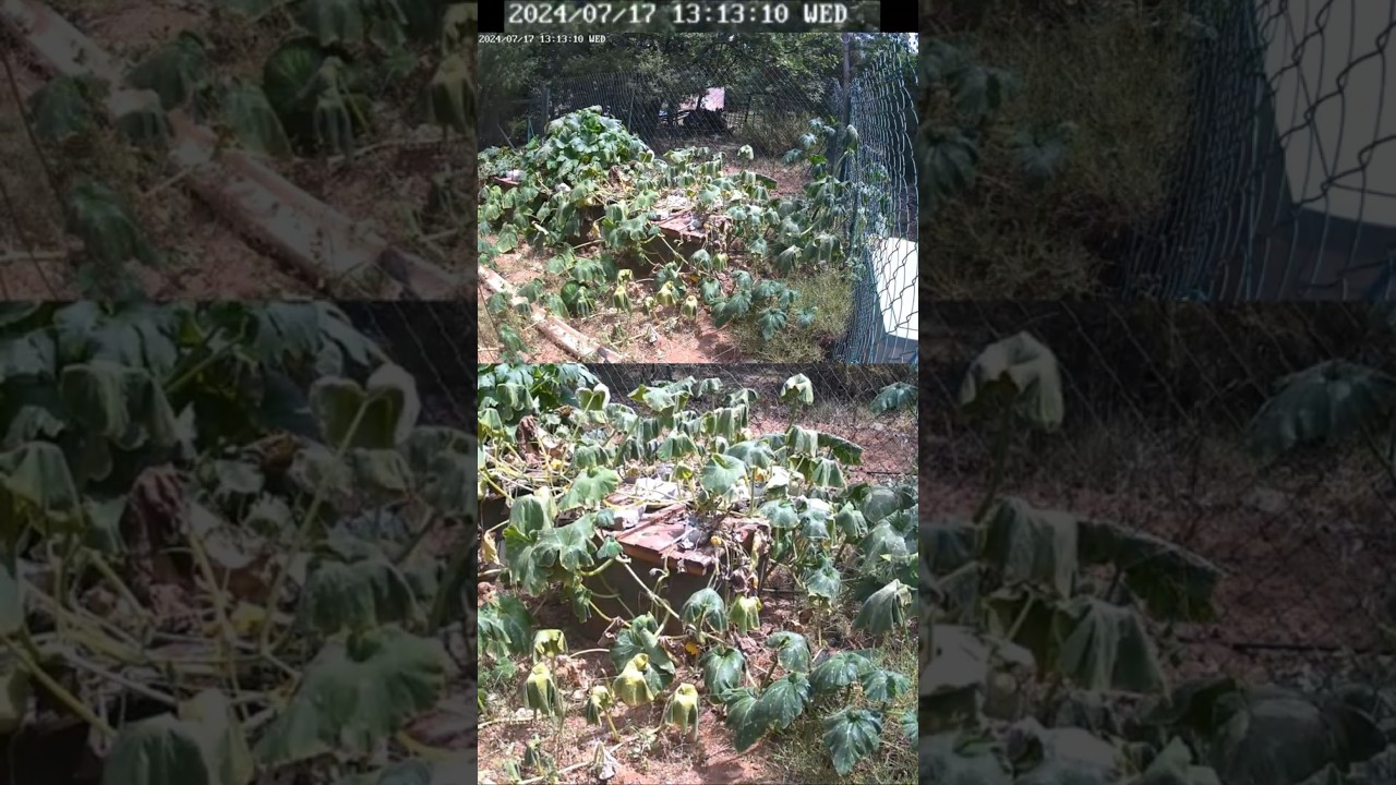 Butternut Squashed by the Sun