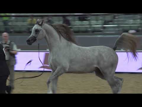 ALEXXANDERR   Qatar   International Arabian Horse Show   2016