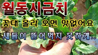 [텃밭농부.958]  월동시금치 꽃대 올라오기 전에 수확.새들의 공격 막는법. #시금치재배