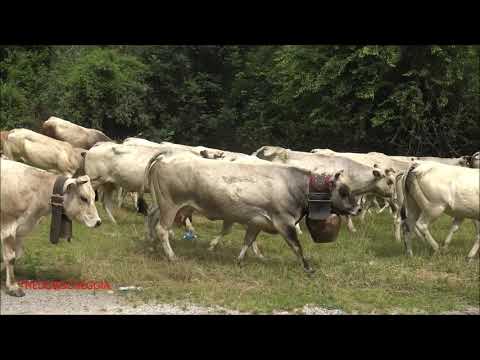 UNA MANDRIA DI MUCCHE IN SOSTA DURANTE LA TRANSUMANZA A ROBILANTE. (CN) SAB. 19 - 6 - 2021.