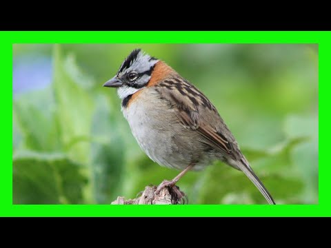 Rufous Collared Sparrow Song! Call! Sound! Singing! - Chingolo Canto - Zonotrichia Capensis