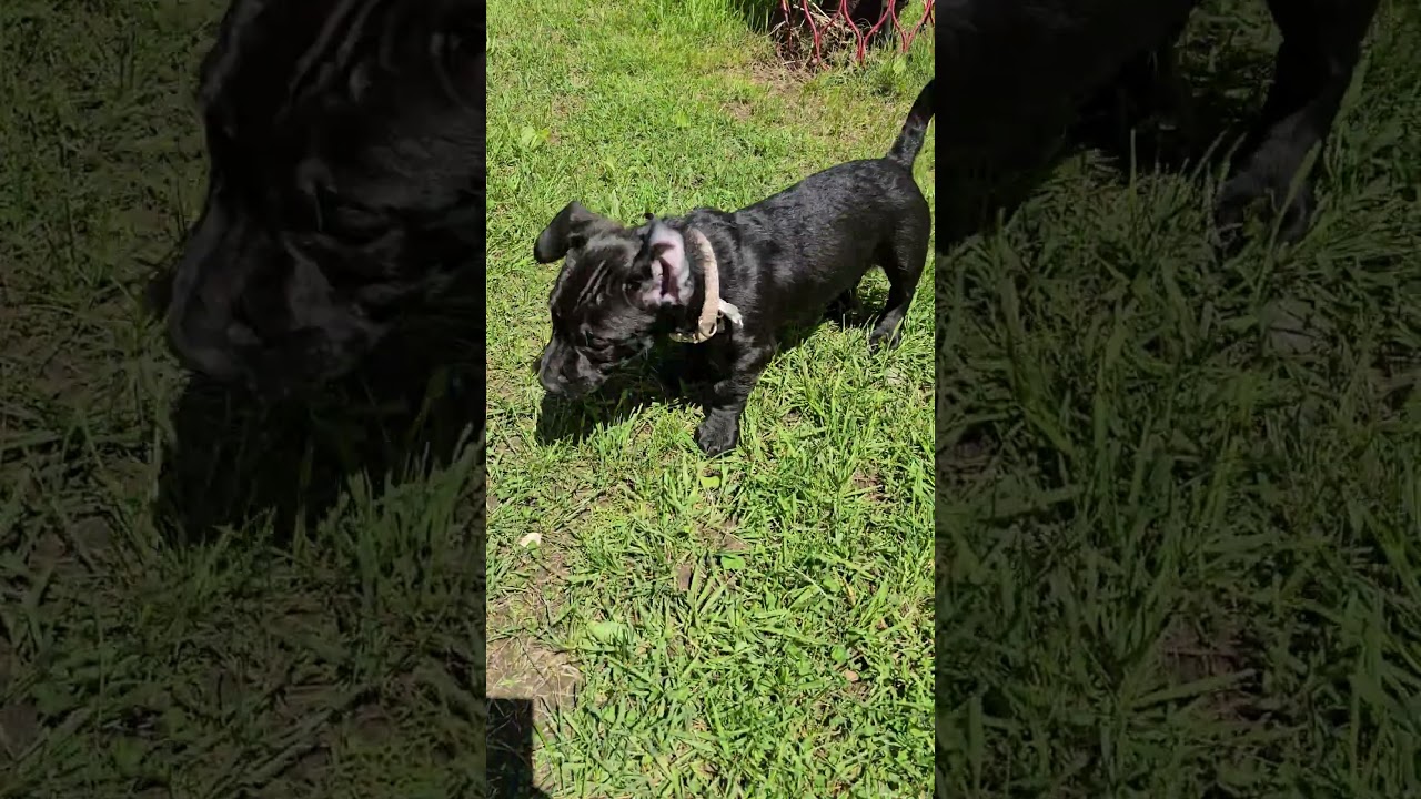 Enlarge Maxwell, a ADOPTABLE mixed breed in Plainfield, NH video 2/2