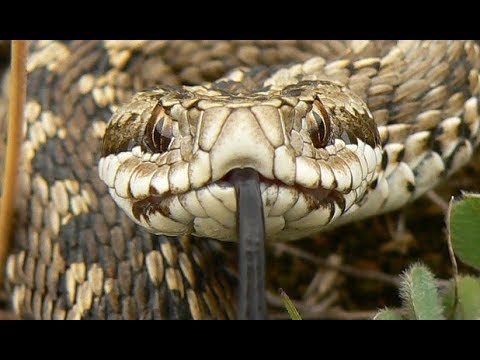 Vipera in Judetul Arad (Capalnas)