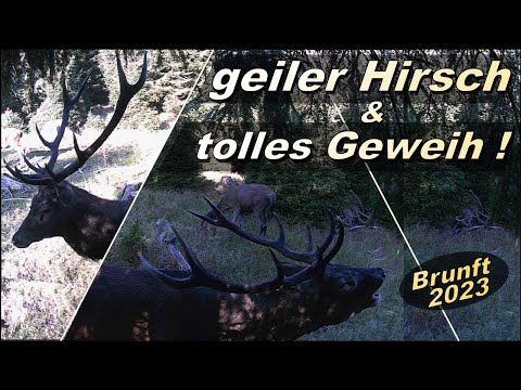 geiler Hirsch - tolles Geweih - ein starker Eissprossenzehner mit Potential