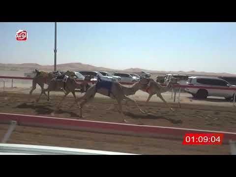 ش 2 (شاهين) لـ متعب سعيد بن متعب العفاري 2:15:14 , شارة الصندوق 2026/2/14 فطامين الوقن