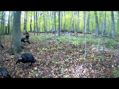 Turkeys Wild Forest Edge