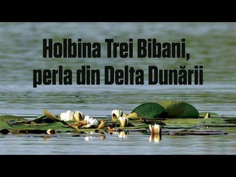 Holbina Trei Bibani, perla din Delta Dunarii
