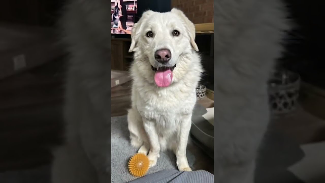Enlarge Bear, a Adoptable mixed breed in Youngsville, NC video 6/6