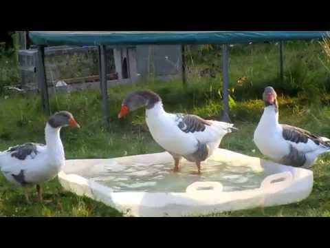 Ölandsgässen badar lite