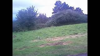 preview picture of video 'Rabbits in the Phoenix Park Dublin 18th July 2012.'