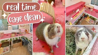 Real-Time Cage Clean for 5 Guinea Pigs! 🧼💗