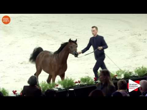 Paris WAHC 2016 - Class CM4 B