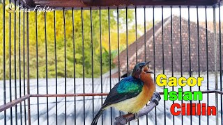 Download lagu KOLIBRI WULUNG GACOR MUNTAHIN ISIAN CILILIN - SUARA KOLIBRI WULUNG SUPER GACOR DOR mp3