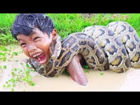 DIY Snake Trap Technology - Learning to make Bamboo snake trap