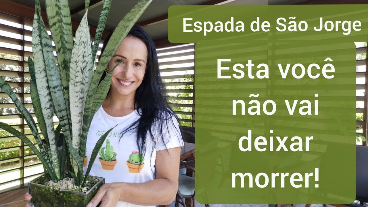 Espada de São Jorge. A planta mais fácil de cultivar!