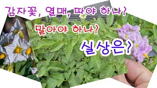 감자꽃, 열매 따야 하나? 따지 말아야 하나? 설왕설래. 그럼 이 얘기는 우문현답? 아니면 우문우답?(감자 …