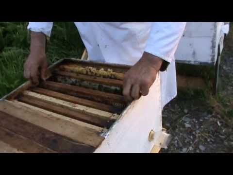 4/4 Surprize, practica bate teoria. Apicultura la distanta cu Proful Online