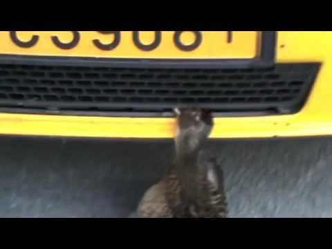 Fågelturken - Du har en fågel