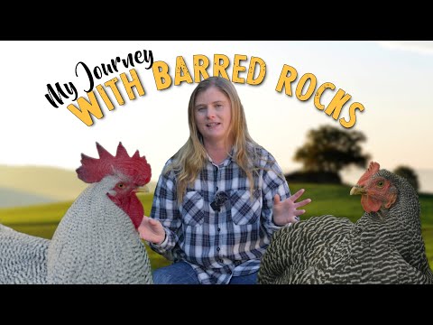 Barred Rocks — su vhodne pre vas?
