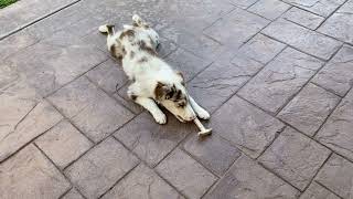Video preview image #1 Border Collie Puppy For Sale in CHULA VISTA, CA, USA