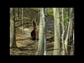 Breakdown - Anonymous Sitting Bigfoot, Sasquatch ...