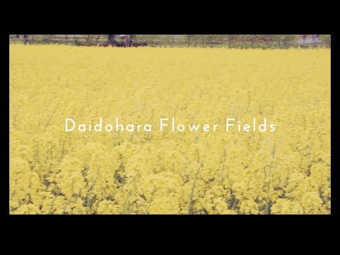大洞原の菜の花 (Daidohara Flower Fields)