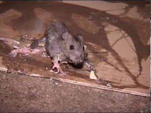 Les rats dans la ville de Paris - Reportage