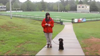 Download Lagu Puppy Training, Kona, Boykin Spaniel, Day 10: Defining Free as a Release Command Thumbnail
