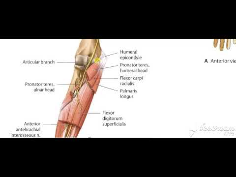 Forearm front muscles nerve supply 2