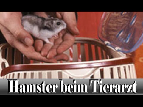 Der Nagelzwang auf dem Daumen des Beines die Behandlung des Heimes Als das Lager des Nagels bei gribke zu schmieren
