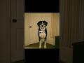 Don T Ignore Your Dog At Midnight Scary Shorts Creepy