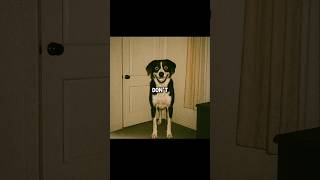 Download lagu Don’t Ignore Your Dog At Midnight #scary #shorts #creepy mp3