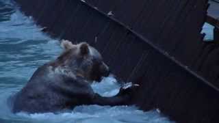 preview picture of video 'Grizzly Bear Steals salmon at the Fish Ladder in Haines'