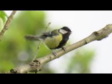 Carbonero imitando a una urraca.