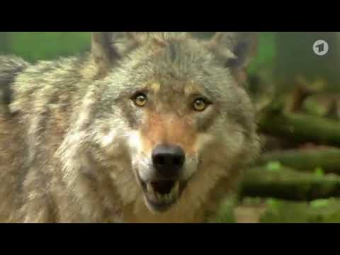 Sind Wölfe in Deutschland gefährlich?  Die Sendung mit der Maus.
