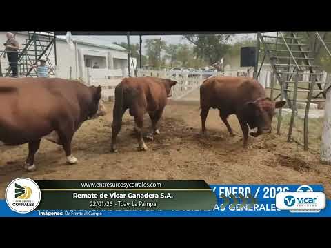 22-01-26 - Remate de Vicar Ganadera S.A. - Toay, La Pampa