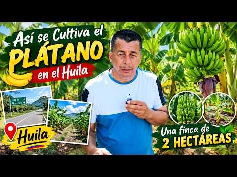 Una Hectárea de Plátano en el Huila | Del Cultivo a la Cosecha