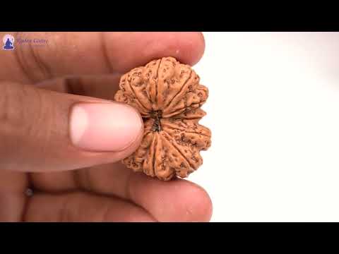 Rudraksha Product Image