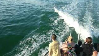 Dolphins jumping in boat wake