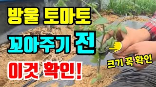 방울토마토 줄기유인하는 방법 / 이만큼만해도 토마토를 키울수 있습니다 / 방울토마토재배방법