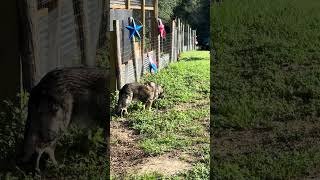 Checking out the new goat pen #farming #farmlife #goatfarm #shorts
