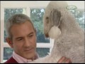 Bedlington Terrier - Cane - Bedlington Terrier