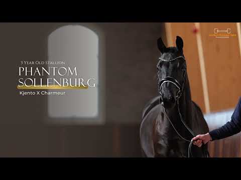 Phantom Sollenburg | Kjento x Charmeur - Stallion - 2020 - 163 cm