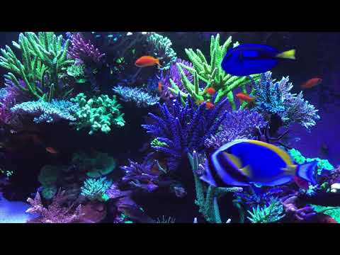 ???? Coral Reef Aquarium Fish Tank with Water Sound - Tropical Fish, Screensaver 10 Hours